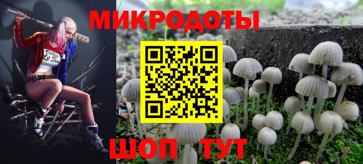 Галлюциногенные грибы Psilocybe Новошахтинск