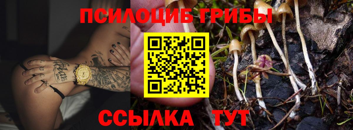 как найти закладки  Вход с VPN  Псилоцибиновые грибы мухоморы  Новошахтинск  Псилоцибиновые грибы мухоморы 